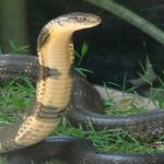 കർണാടകയിൽ പാമ്പ് കടിയേറ്റുള്ള മരണങ്ങളിൽ വർധന