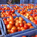 പഹൽഗാം ഭീകരാക്രമണം; പാകിസ്ഥാനിലേക്കുള്ള തക്കാളി കയറ്റുമതി നിർത്തിവെച്ച് കർണാടകയിലെ കർഷകർ