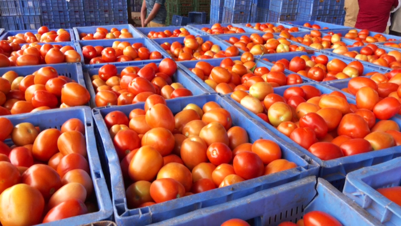 പഹൽഗാം ഭീകരാക്രമണം; പാകിസ്ഥാനിലേക്കുള്ള തക്കാളി കയറ്റുമതി നിർത്തിവെച്ച് കർണാടകയിലെ കർഷകർ