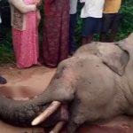 കാട്ടാനയുടെ ജഡം രക്തത്തിൽ കുളിച്ച നിലയിൽ കണ്ടെത്തി