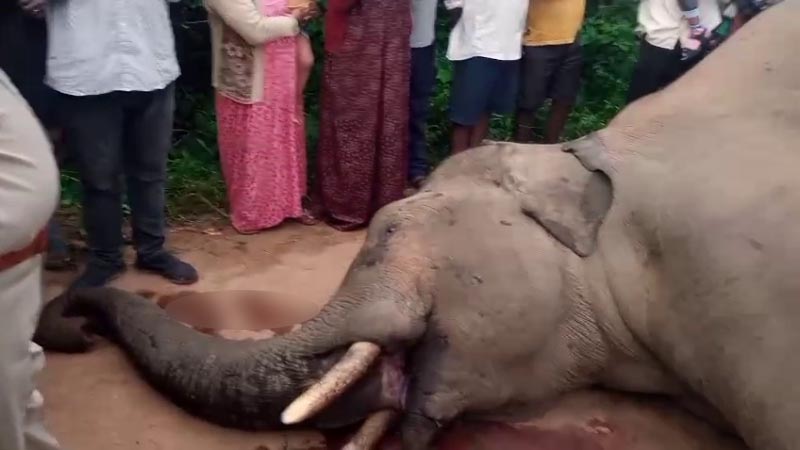 കാട്ടാനയുടെ ജഡം രക്തത്തിൽ കുളിച്ച നിലയിൽ കണ്ടെത്തി