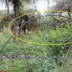 വൈദ്യുതി ലൈൻ പൊട്ടിവീണ കമ്പിവേലിയിൽ നിന്ന് ഷോക്കേറ്റു; അഞ്ച് വയസുകാരൻ മരിച്ചു