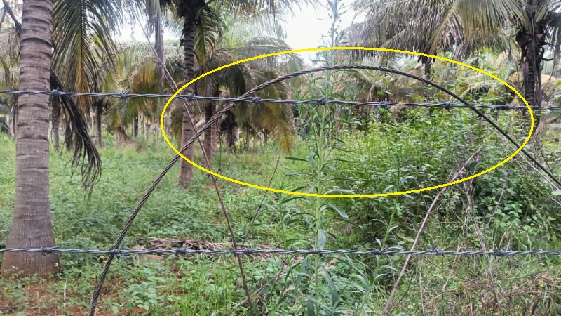 വൈദ്യുതി ലൈൻ പൊട്ടിവീണ കമ്പിവേലിയിൽ നിന്ന് ഷോക്കേറ്റു; അഞ്ച് വയസുകാരൻ മരിച്ചു